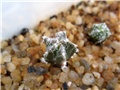 astrophytum bastard