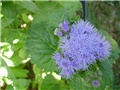 mirisna kunica - ageratum ( goruća ljubav)