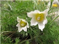 Pulsatilla vulgaris 'Alba' 