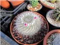 mammillaria hahniana