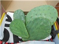 miska paket
