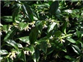 Sarcococca 