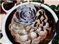 echeveria -gigant