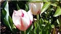 tulipani