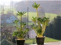 Dorstenia gigas