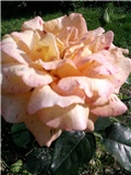 ruža 5