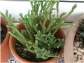 Crassula