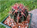 Ferocactus latispinus 