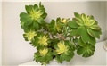 aeonium