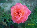 Ruža Teina