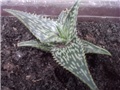 aloe2