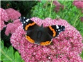 Sedum Herbstfreude