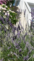 lavanda