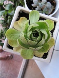 aeonium