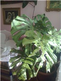 monstera