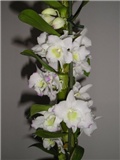 dendrobium nobile