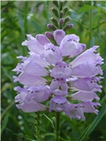 Physostegia virginiana