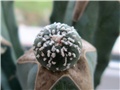 astrophytum asterias hybrid