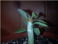pachypodium saundersii, @mememe