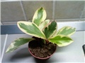 Peperomia clusiifolia 