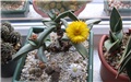 pleiospilos fergusoniae