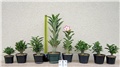 Adenium obesum