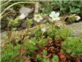 saxifraga arendsii