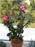 Adenium obesum