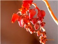 echeveria