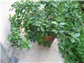 gardenija