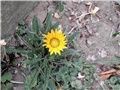gazanija