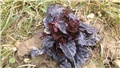 ajuga black scallop