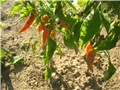 Paprika banana
