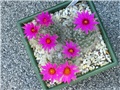 Mammillaria guelzowiana