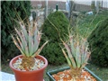 Leuchtenbergia principis