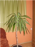 yucca