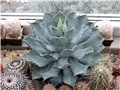 agave potatorum, Ž. Baljkas 