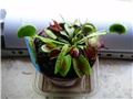 Dionaea muscipula