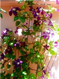 klematis