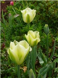 tulipani