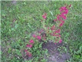 weigela2