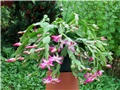 Schlumbergera