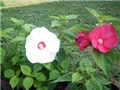 močvarni hibiskus