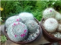 mammillaria