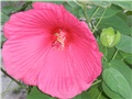 vodeni hibiscus