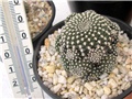 Rebutia krainziana