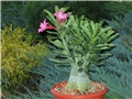 Adenium arabicum