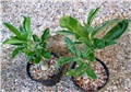 Adenium boehmianum 