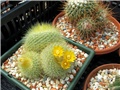  Parodia Chrysacanthion