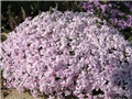 Phlox subulata Candy Stripes